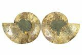 Cut & Polished, Agatized Ammonite Fossil - Madagascar #291860-1
